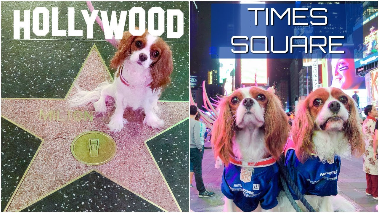 HOLLYWOOD AND TIMES SQUARE BY NIGHT | Dog Friendly Activities