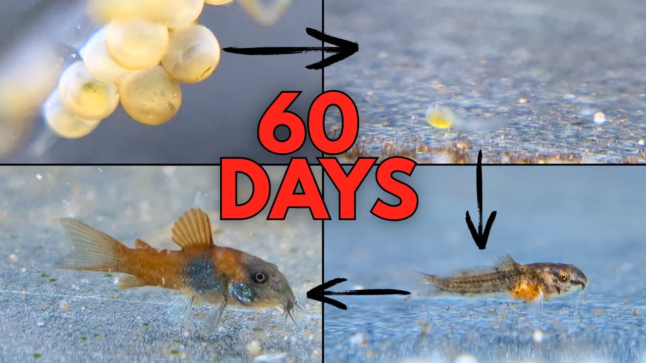How to hatch and raise cory catfish fry