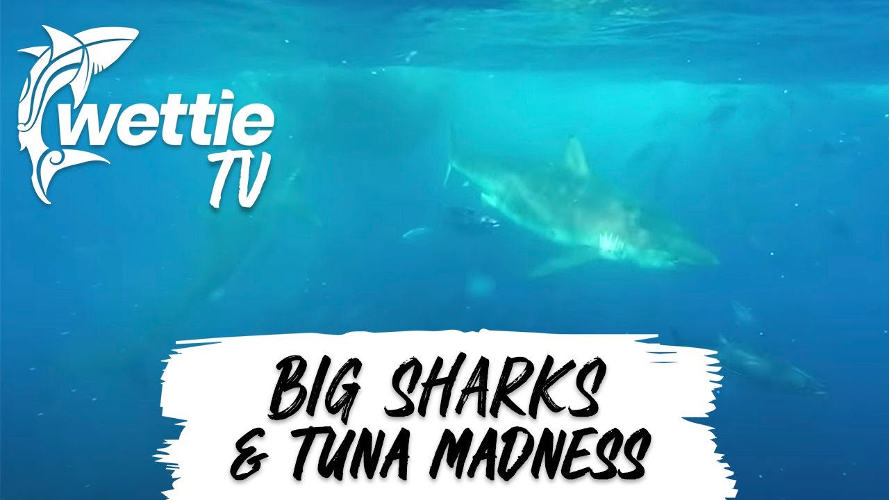 Wettie TV - BIG SHARKS and TUNA MADNESS!