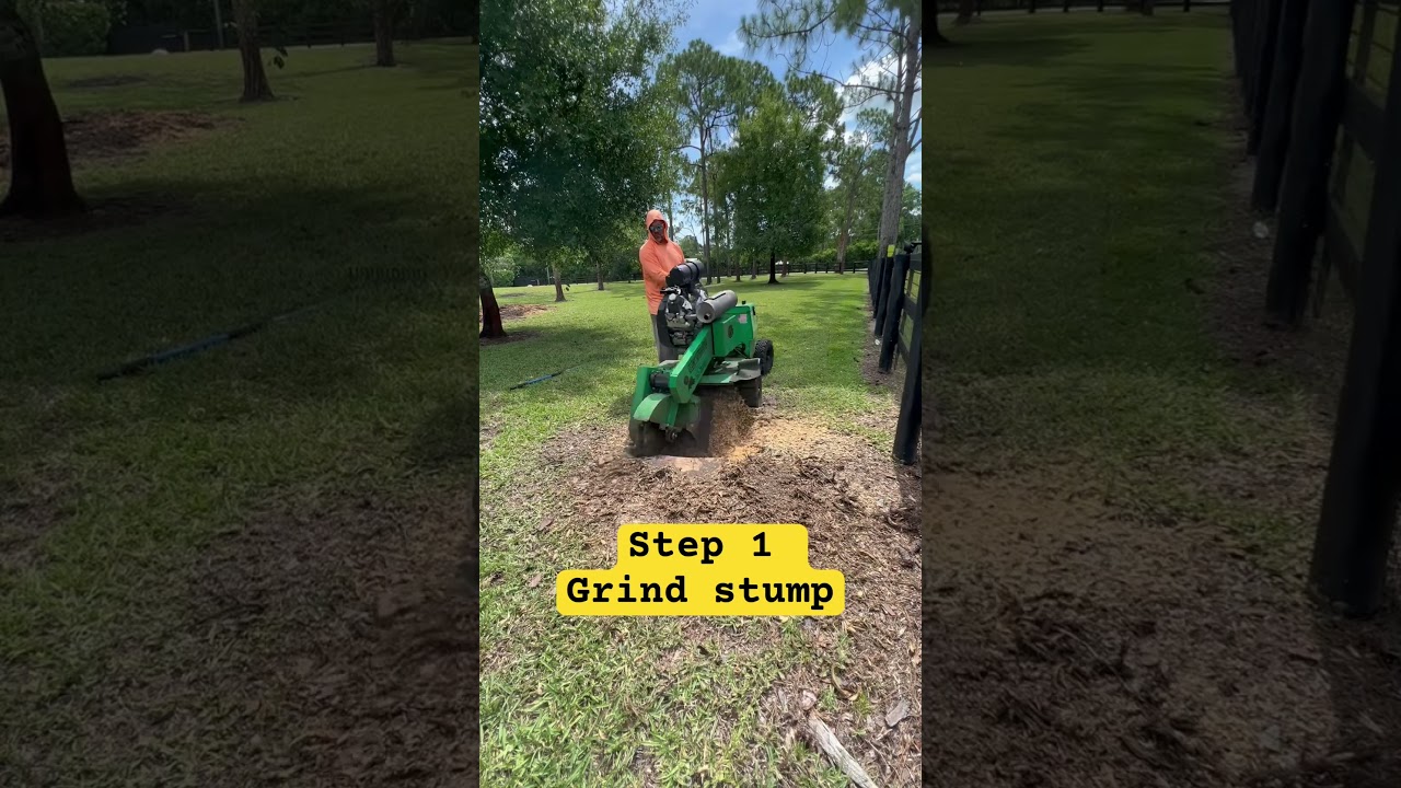 How to stump grind a Pine tree #diy #diylandscaping #howto #howtocook #homeimprovement #construction