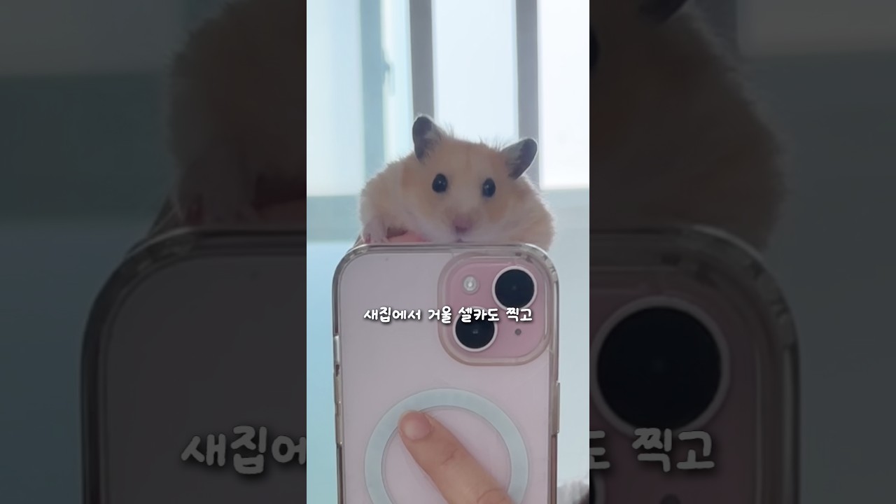 햄스터 7마리 우당탕탕 이사하기