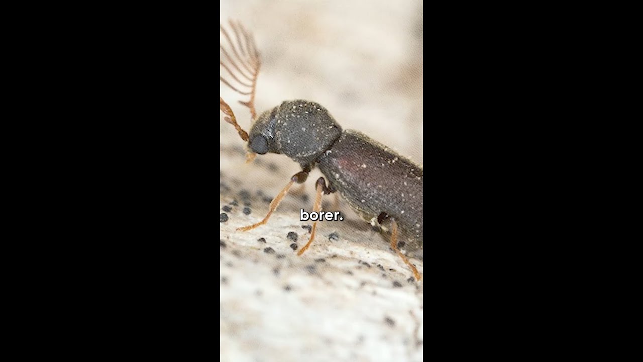 How to Get Rid of Wood Borers?