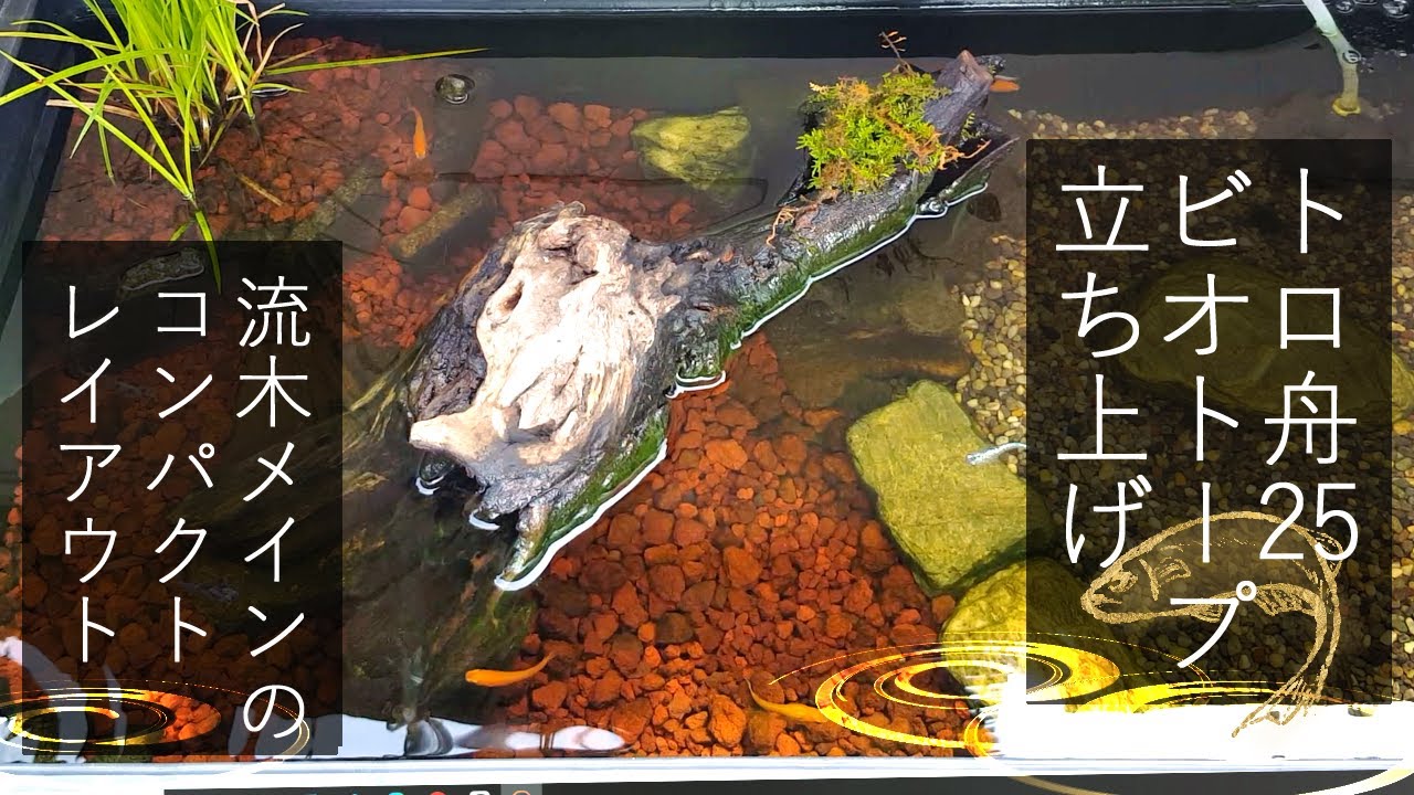 【メダカビオトープ立ち上げ】流木×シラサギカヤツリ×二種類の底床レイアウト｜小さめトロ舟25で狭いスペースでもOK