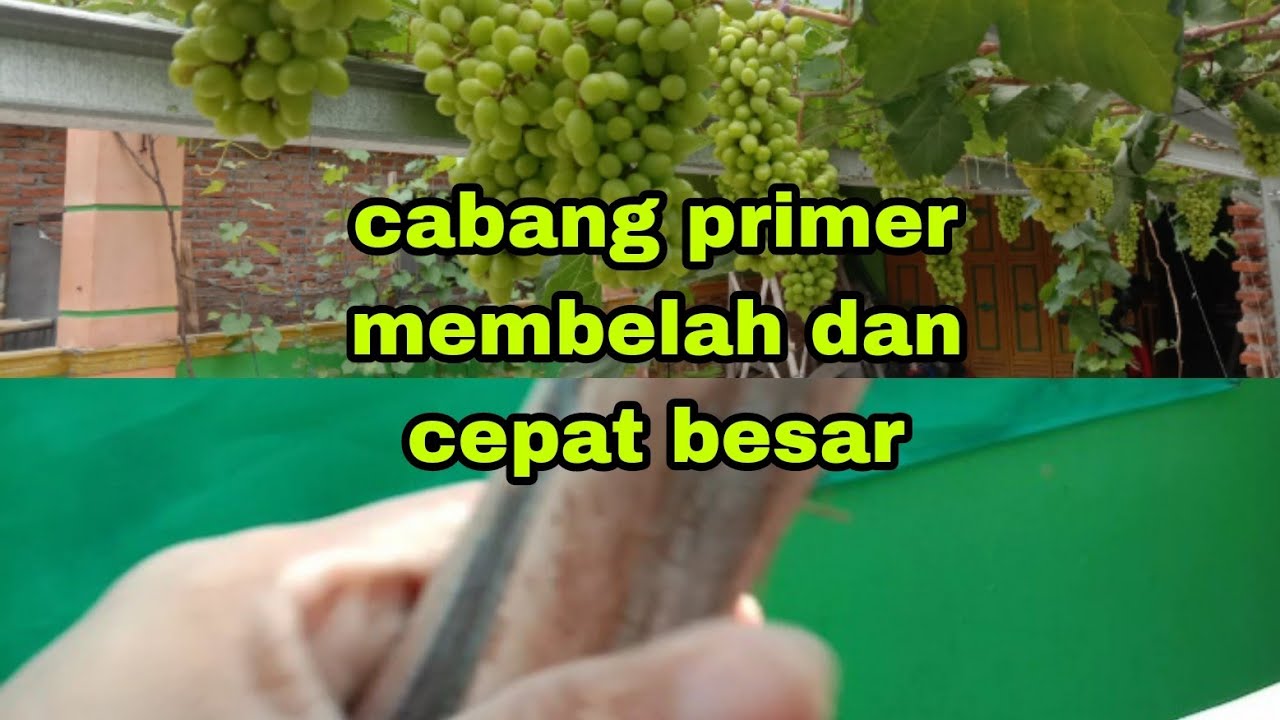 CARA MEMBUAT BATANG PRIMER  ANGGUR TUMBUH BESAR DAN BERBUAH BANYAK,@rumahangguralhakim