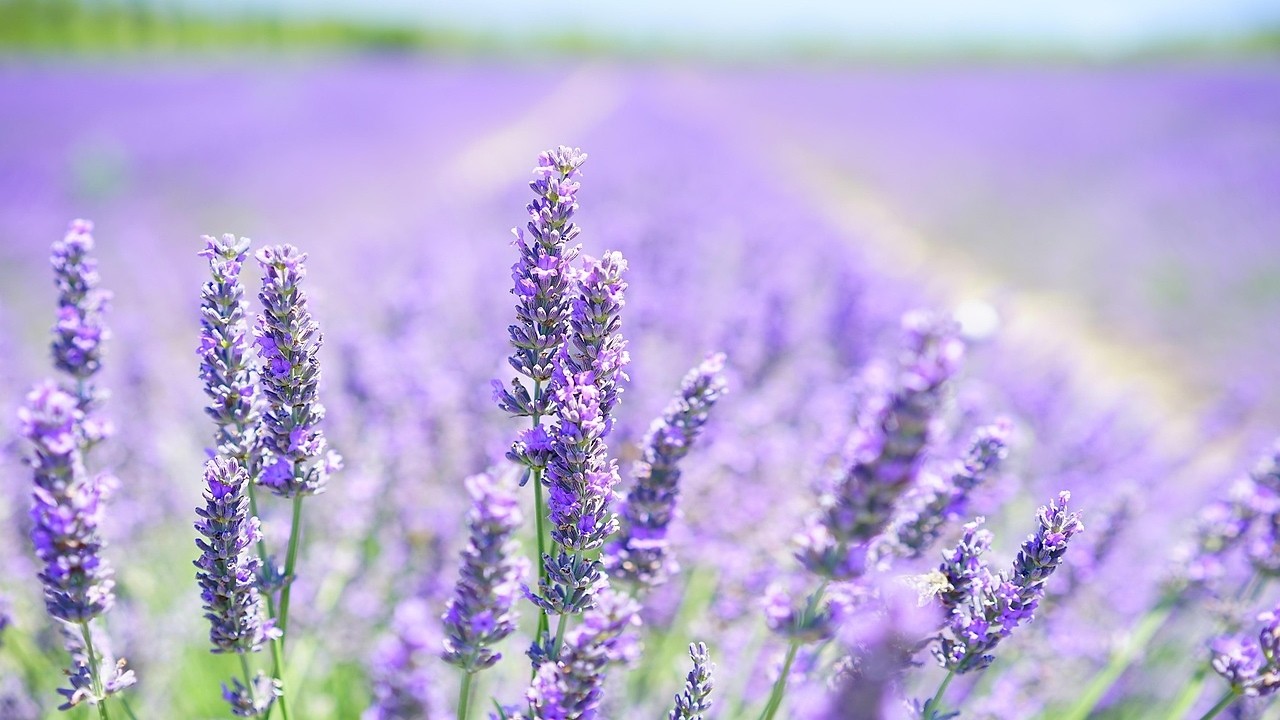 Meditación Profunda 💜 Volando entre Sintonías Lentas y Campos de Lavanda