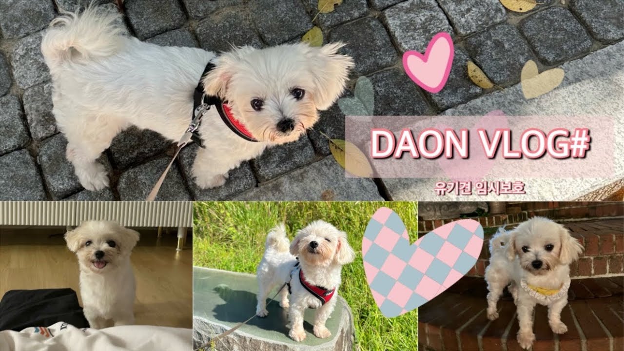 다온(📸@dao_niiii)❣️유기견 임시보호 Vlog 2탄! 보령 불법번식장 모견, 임시보호 2주일 차|집강아지🐶 순딩이🌸🌼