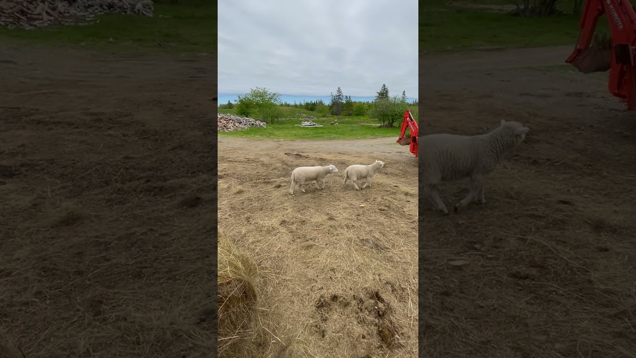 Spring loaded lambs