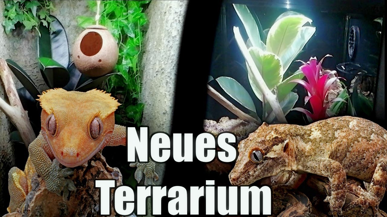 Neue BIOAKTIVE Terrarien für KRONENGECKO/HÖCKERKOPFGECKO