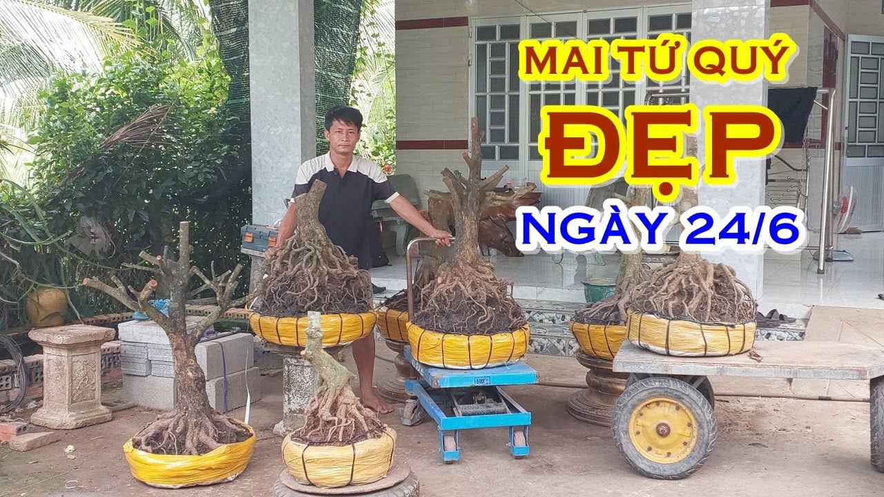 ANH TÚ 📲 O392O51739 GIÁ TỐT - MAI TỨ QUÝ DÁNG ĐẸP GIAO LƯU NGÀY 24/6 