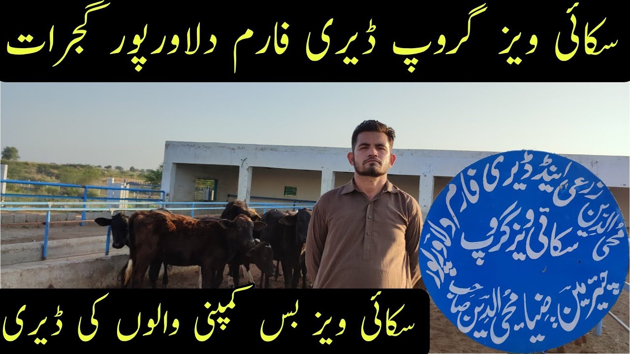 Skyways Dairy Farm | Skyways Dairy Farm Dilawarpur | Dairy Farming In Pakistan | Gujrat Pakistan
