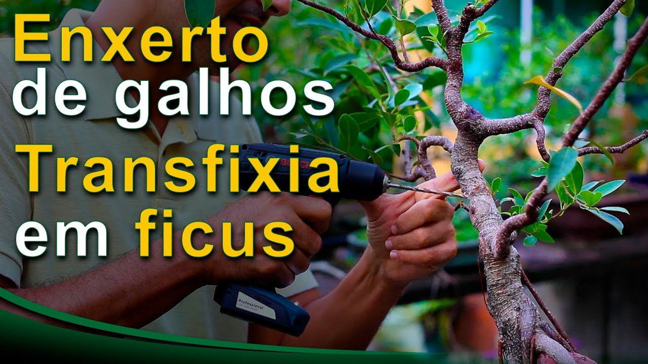 Enxerto de Galhos no Bonsai (Transfixia em Ficus) - Técnicas avançadas
