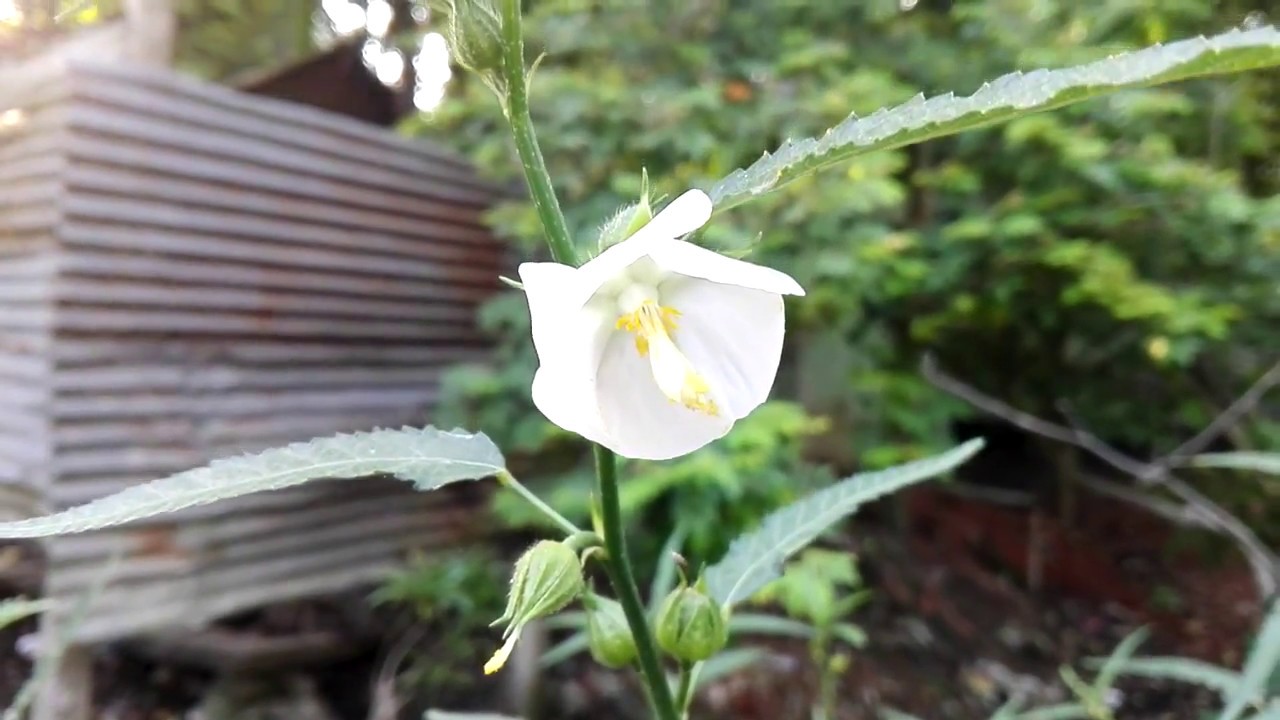 Pentapetes phoenicea