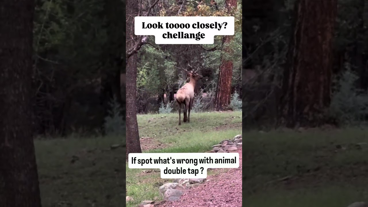 what's wrong with animal double tap? 