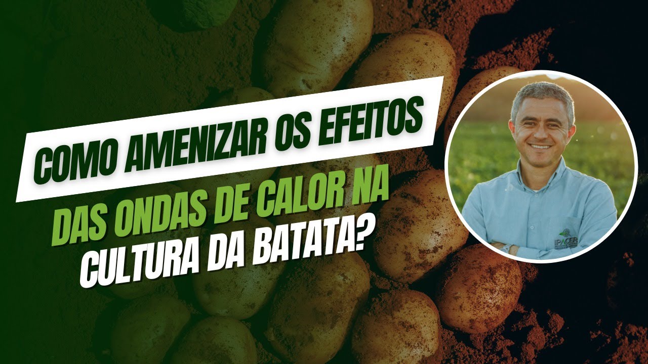Como amenizar os efeitos das ondas de calor na cultura da batata?