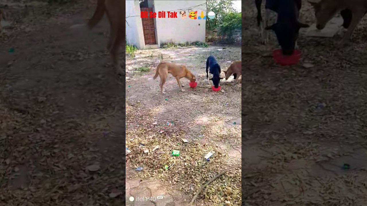 Cute Dog 