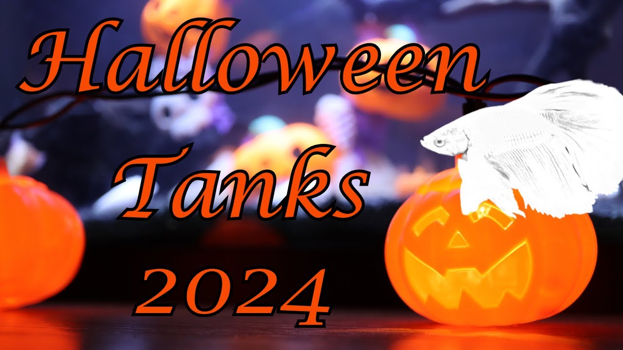Halloween Betta Tank Tours! | 2024