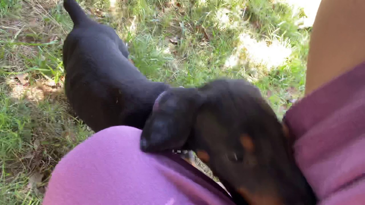 Behavior Training 6-week old Doberman Puppies