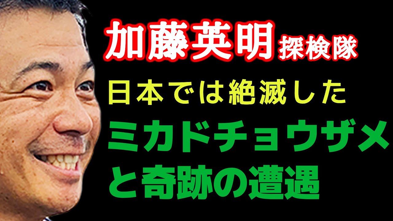 32.日本では絶滅した幻の魚【ミカドチョウザメ】と奇跡的に出会ったので紹介します。