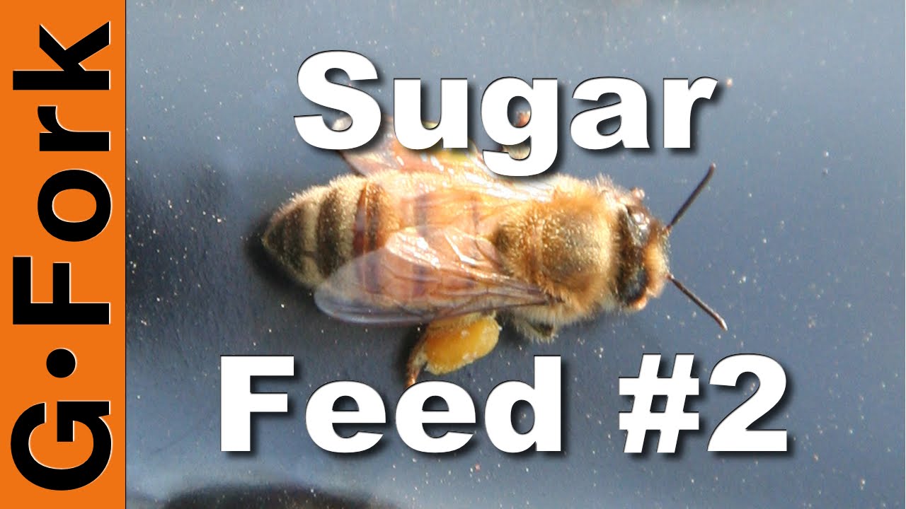 Zipper Bag Bee Feeder Update - Beekeeping 101 - GardenFork