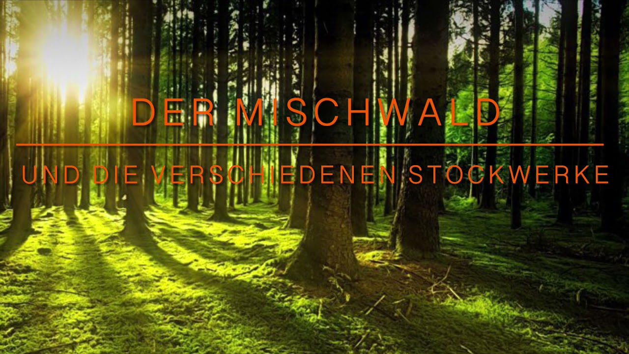 Der Mischwald und seine verschiedenen Stockwerke