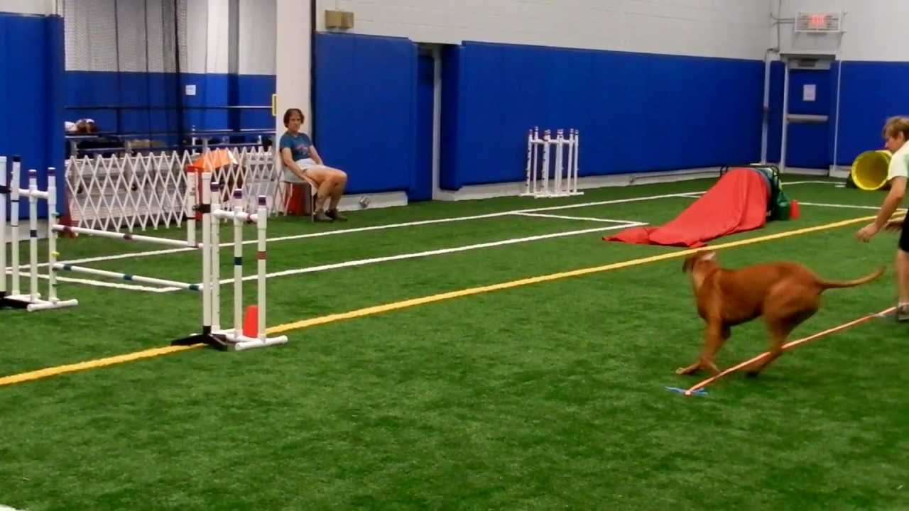 USDAA Agility Gambler Performance I Rhodesian Ridgeback Alisa