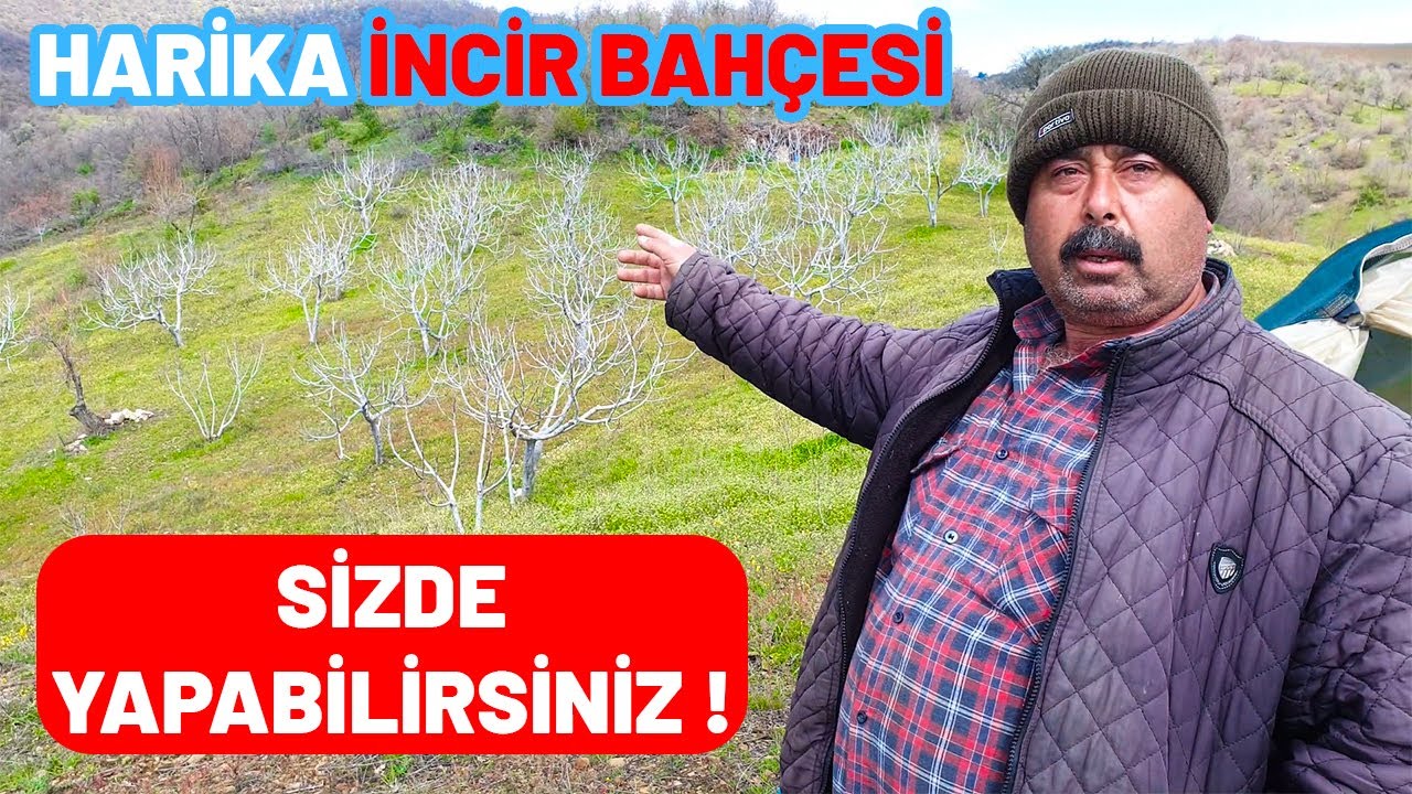 HARİKA BİR İNCİR BAHÇESİ ARADIĞINIZ NE VARSA VAR ❗ İNCİRDE PÜF NOKTALAR | Köy Yaşamı | Köyde Hayat