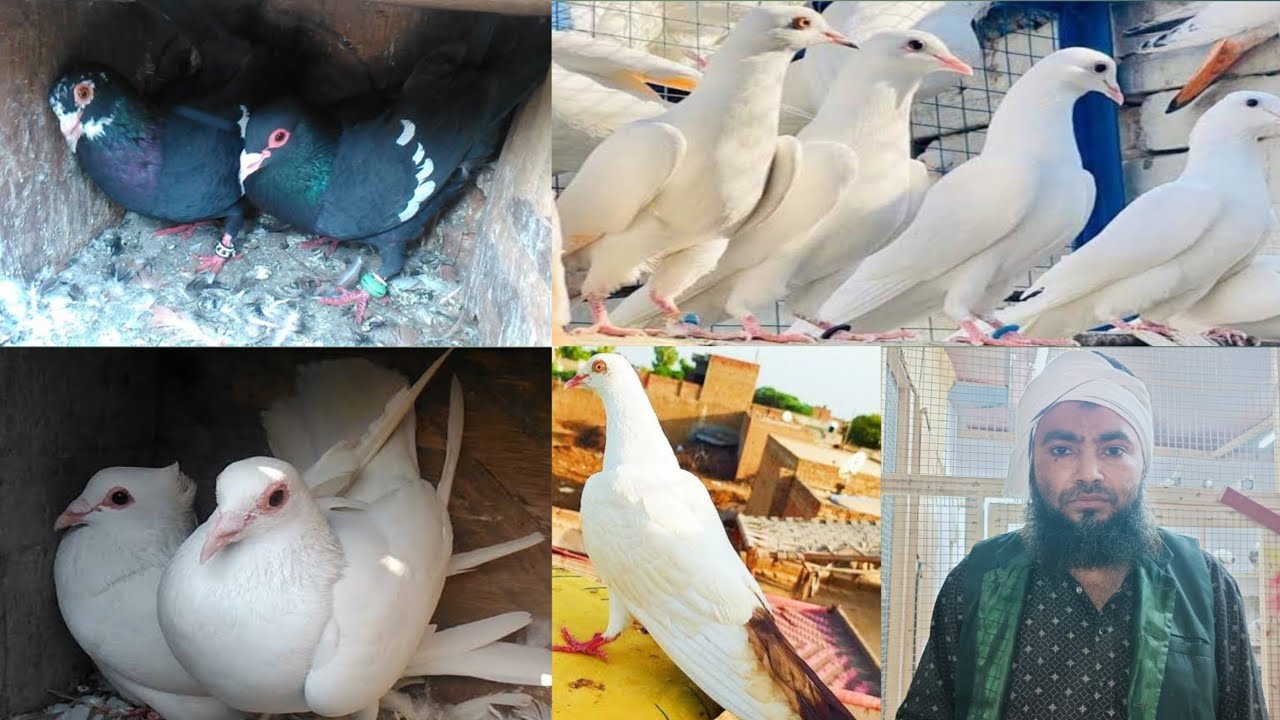 Gole kabutar for sale | Punjabi kabutar for sale mohsin bhai ke kabutar|
