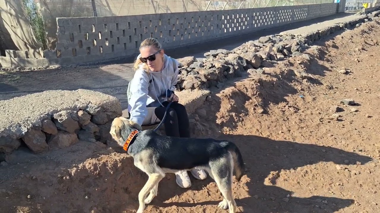 Available for adoption :- Turrón