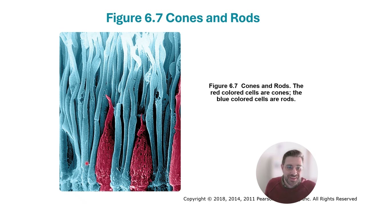 Chapter 6 Part 3 (From retina to cortex)