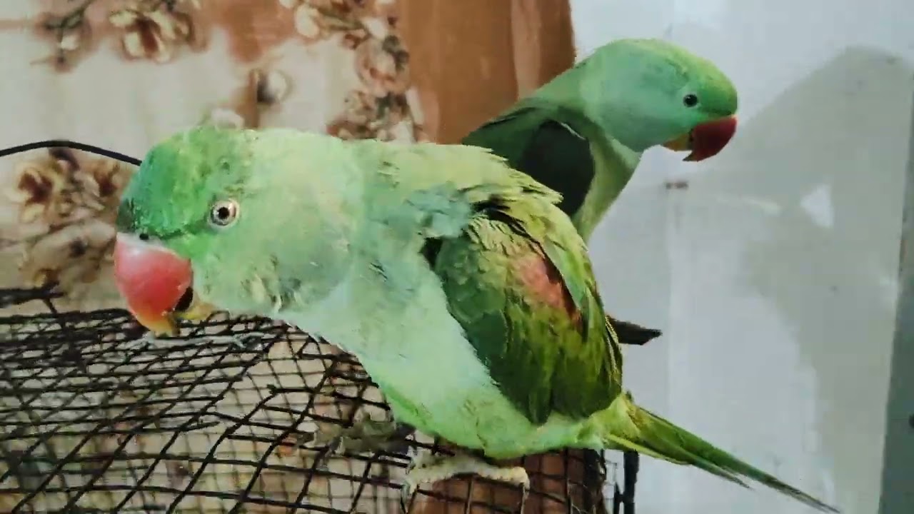 #mitthu 🌺🦜🦜#mitthu main mitthu #viral video#🙏🙏💐🌺🦜🦜🦜🌺💐🙏🙏