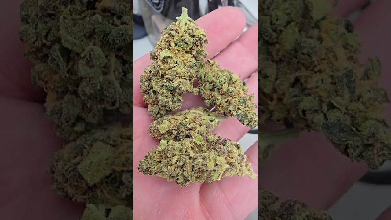 🍍☠️ Pineapple Poison by Super Sativa Seed Club  #cannabiscontent #cannabisdaily #growerscommunity