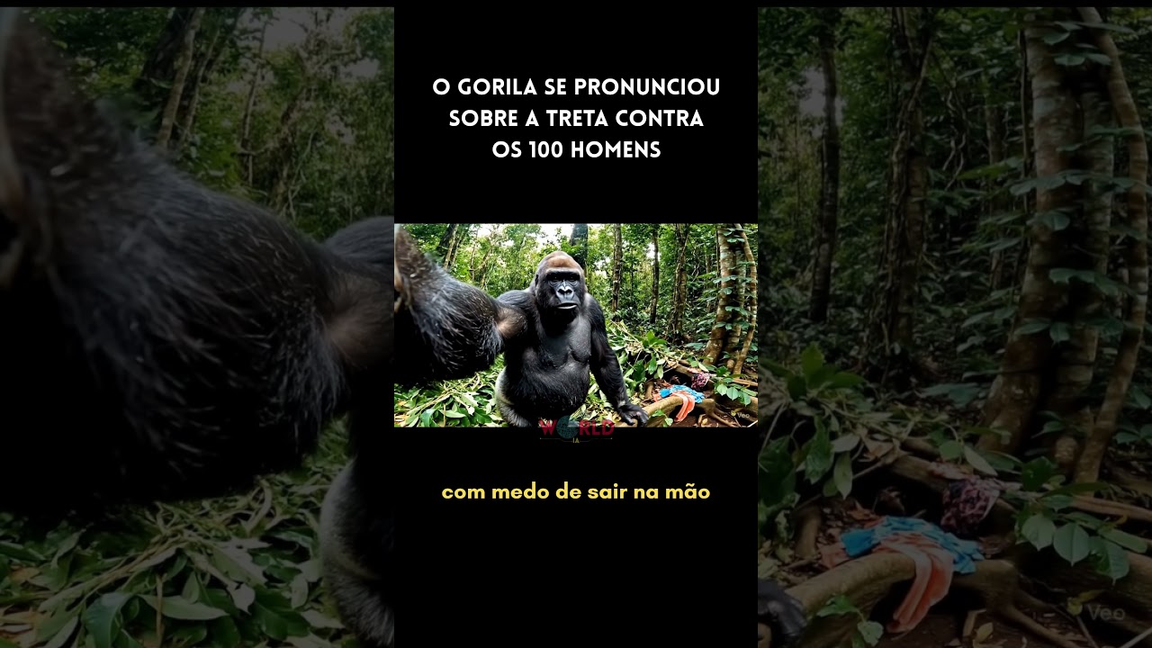 Gorila mandou o papo reto
