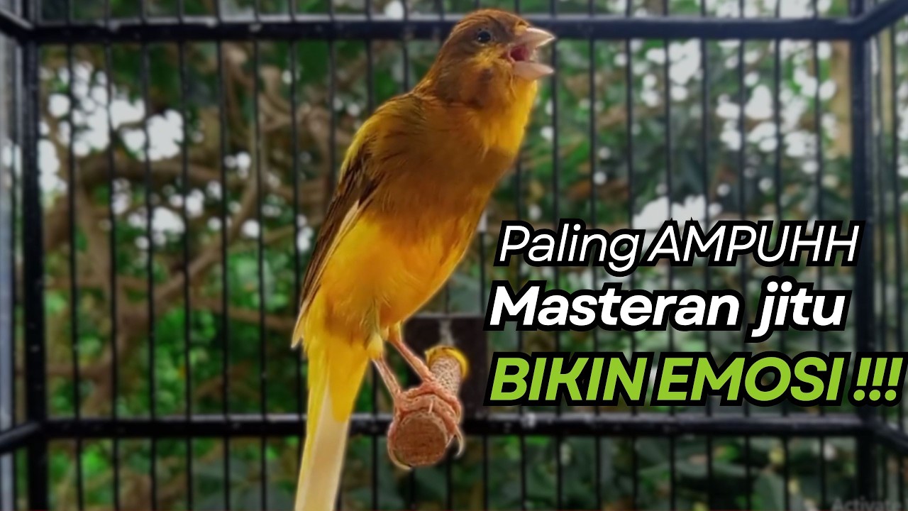 KENARI GACOR Cuit CUIT BIRAHI UNTUK PANCINGAN & MASTERAN Kenari PAUD AGAR BUNYI