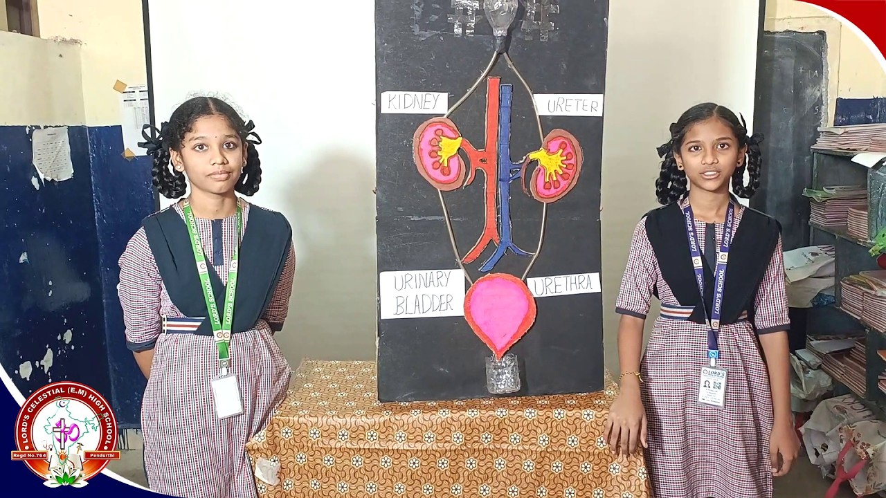Science Day 2025 26 Class 8 3 Kidney working model