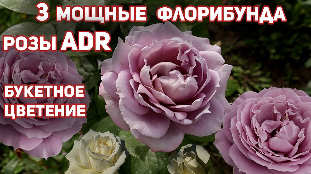3 розы флорибунда со знаком ADR. Самые устойчивые и обильно цветущие розы Новалис, Кандиа, Космос.