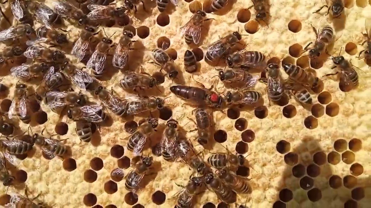 La sciamatura tardiva, una reazione delle api alla varroasi.