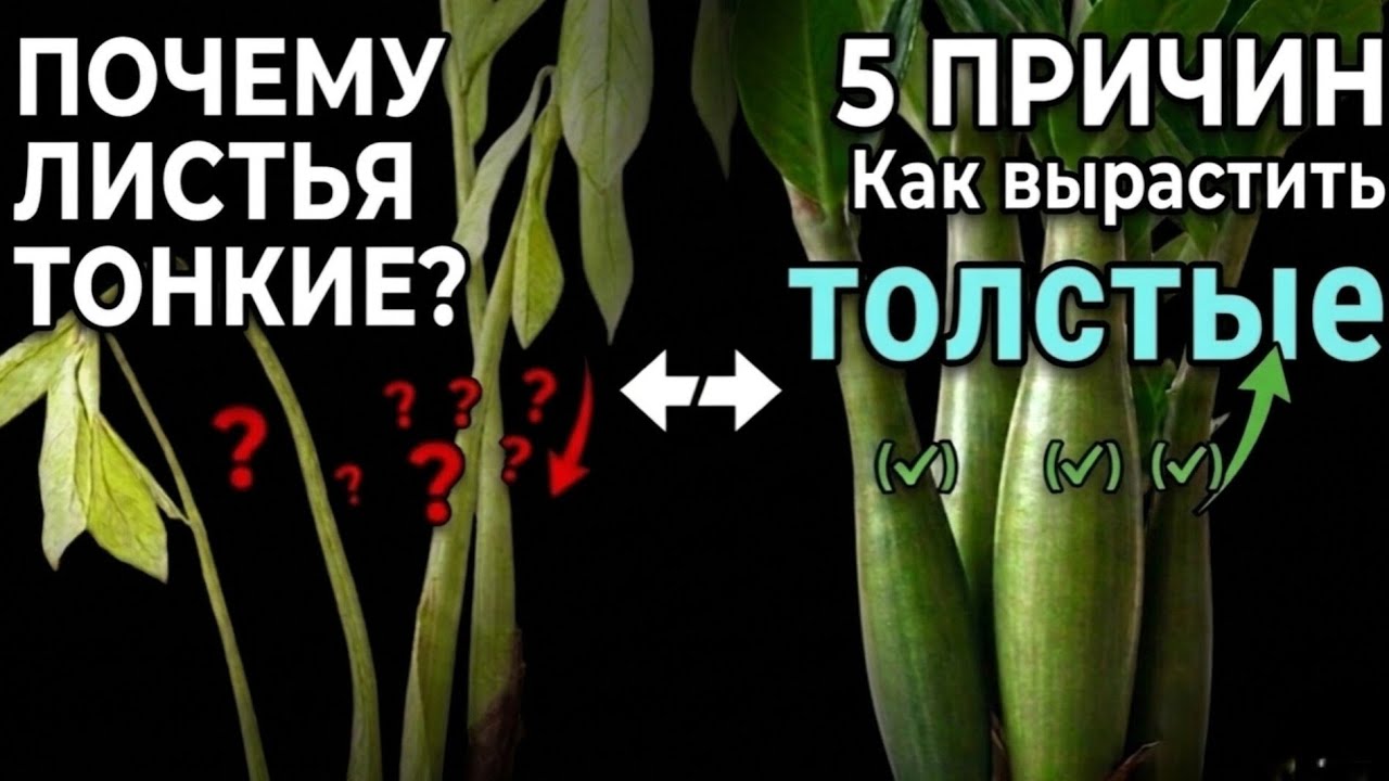 ТОНКИЕ листья у замиокулькаса? | Как получить МОЩНЫЕ и толстые