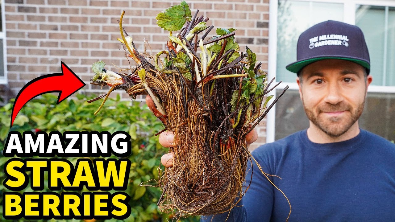 These Are The BEST Strawberry Plants I've Ever Seen!