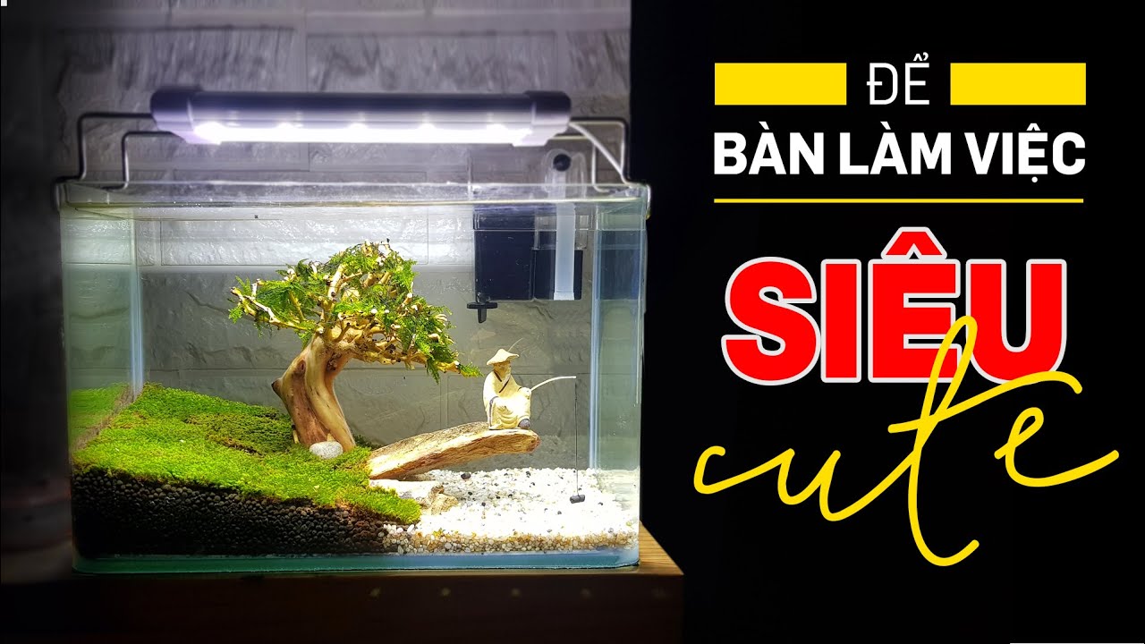 Setup Hồ thủy sinh mini để bàn làm việc siêu cute - Quoidecor