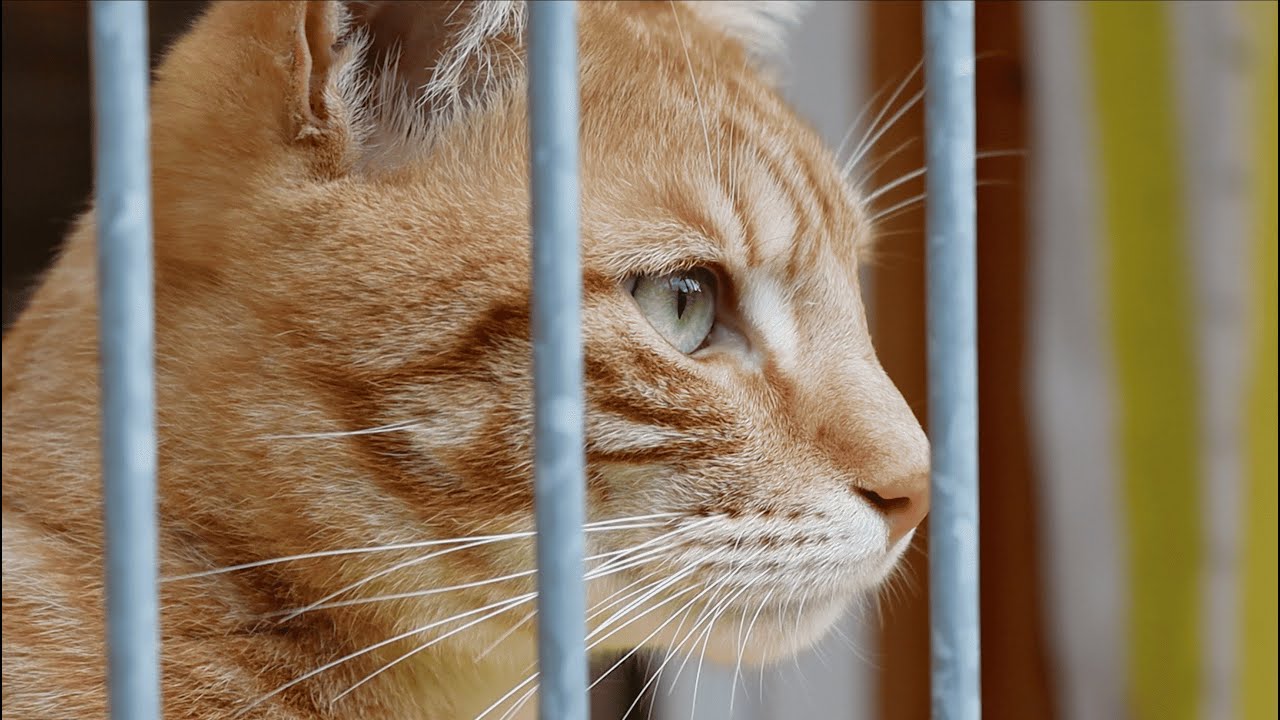 Sie brauchen uns: Ein Blick hinter die Arbeit des Tierheims Barsinghausen