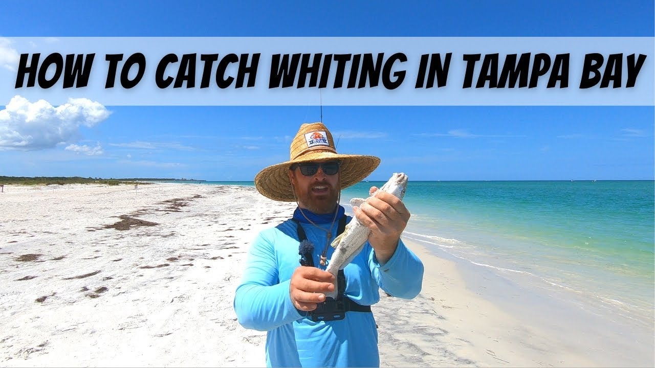 How To Catch WHITING in TAMPA BAY in 2021 (Southern Kingfish/Sea Mullet)
