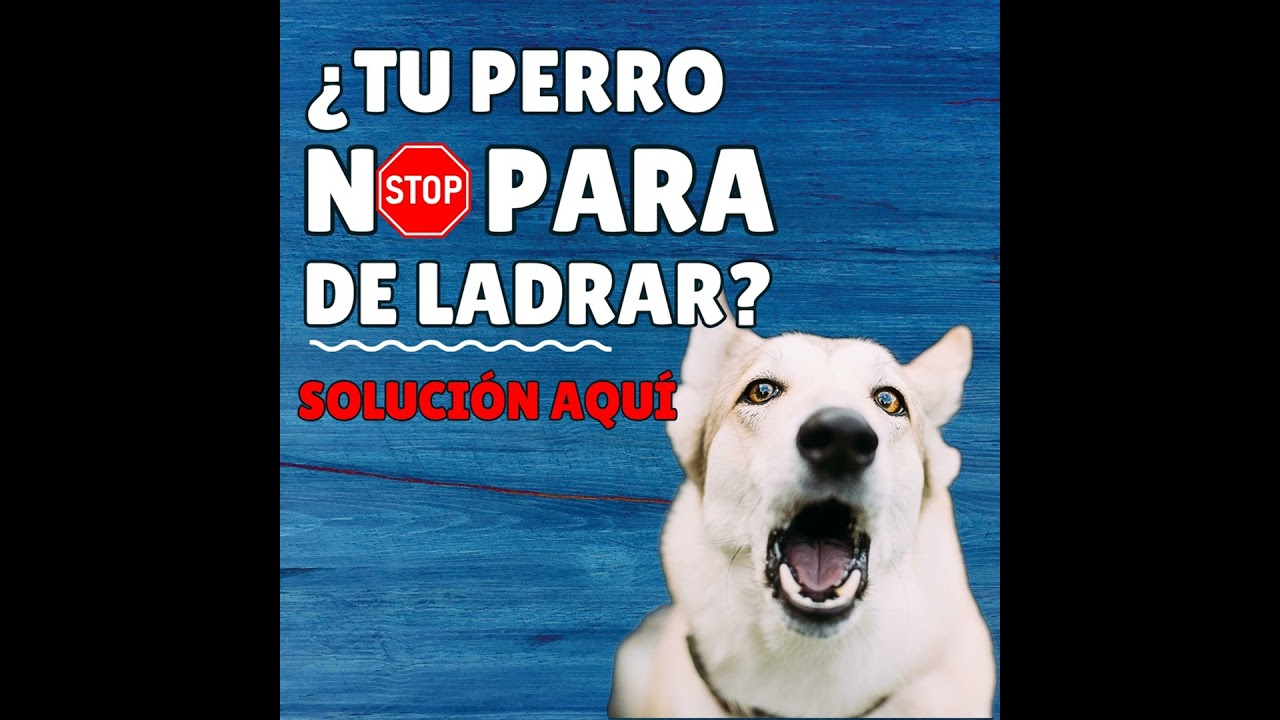 Cómo hacer que tu perro deje de ladrar (sin castigos)