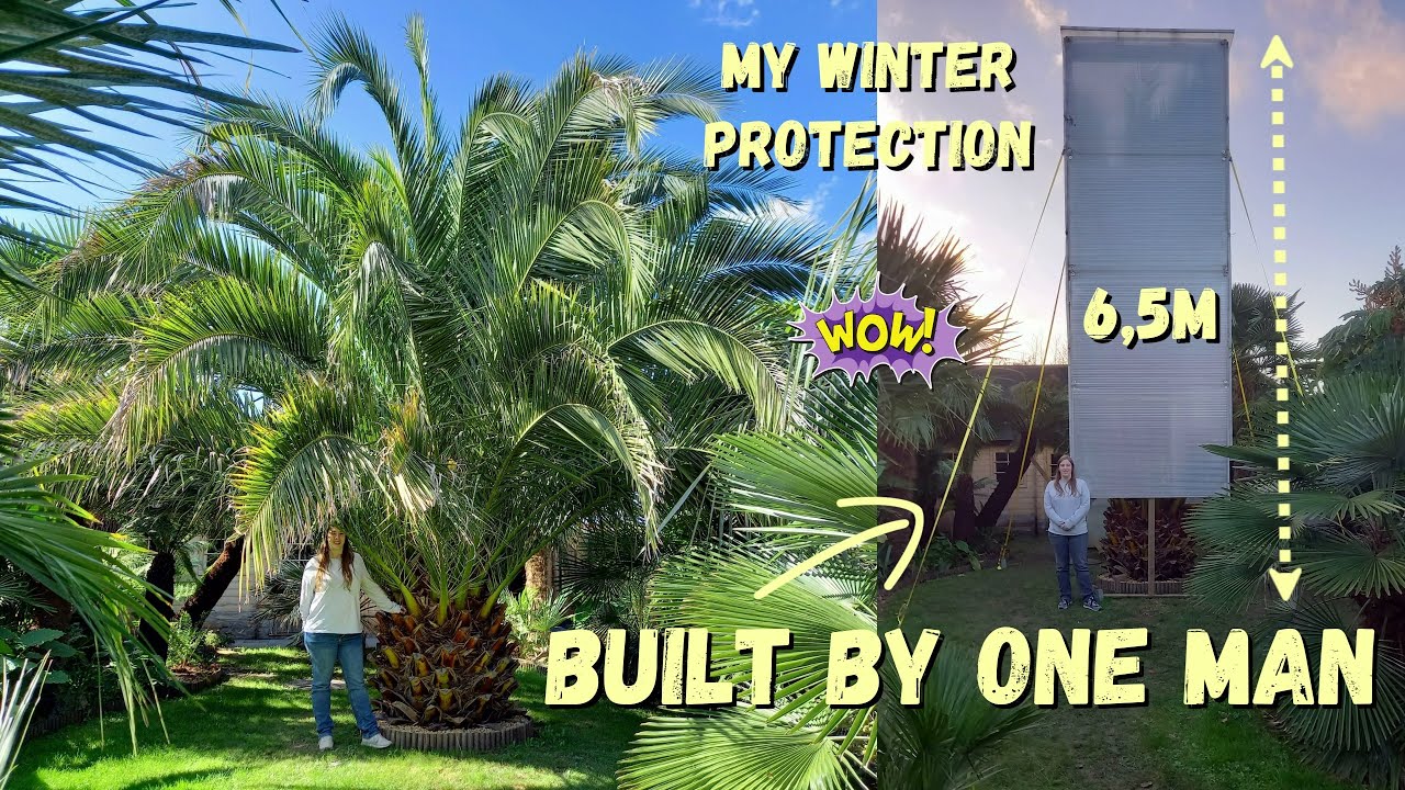 How to build my biggest palm winter protection (Timelapse)