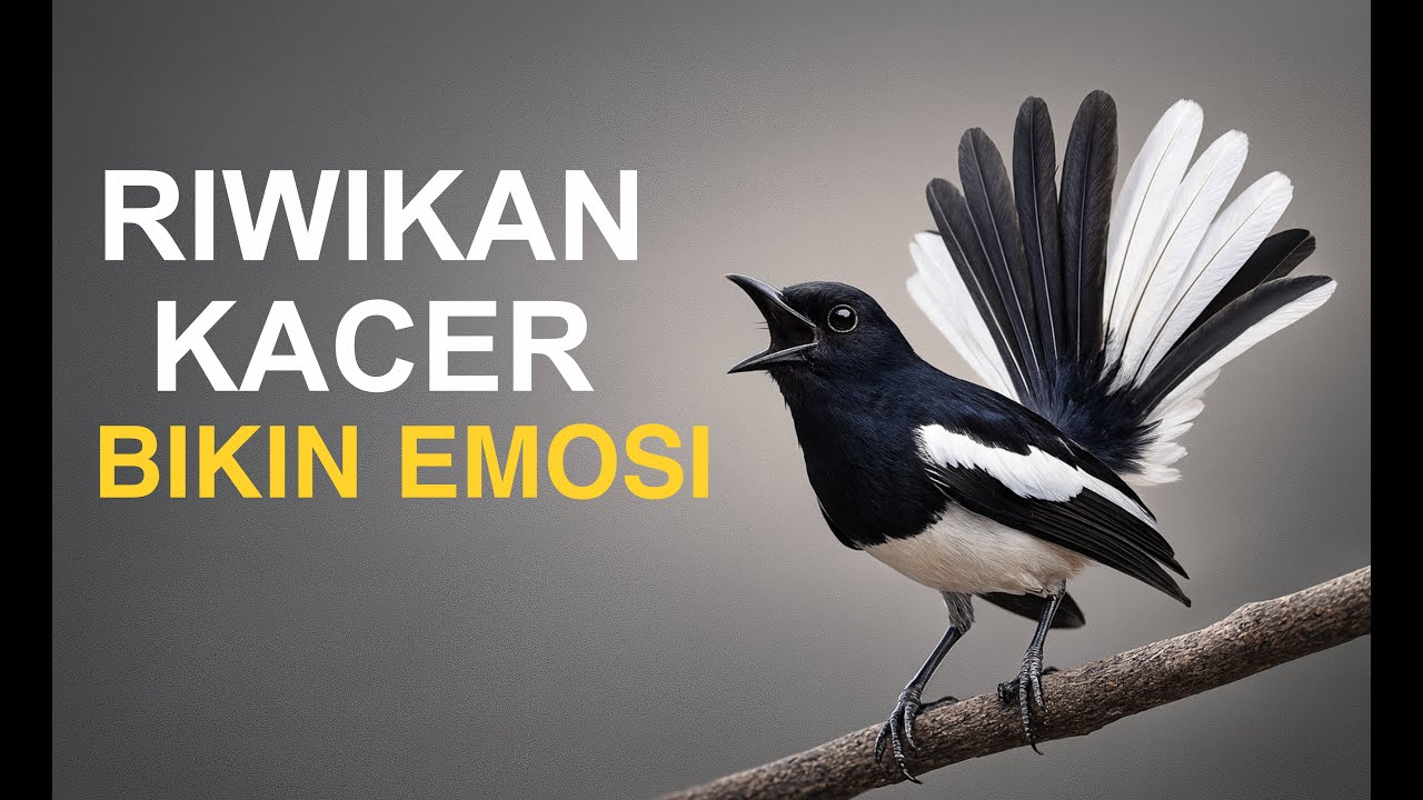 Riwikan kacer bikin emosi
