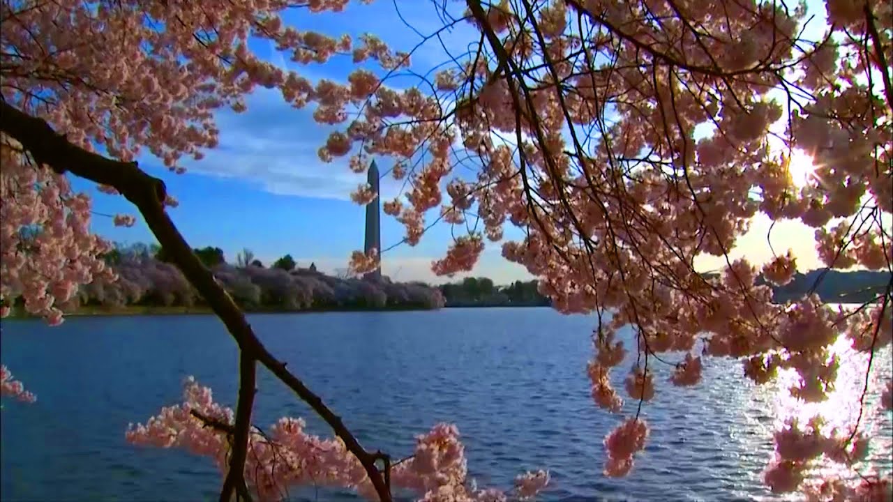 A Relaxing 30 Minutes of DC’s Cherry Blossoms in Peak Bloom