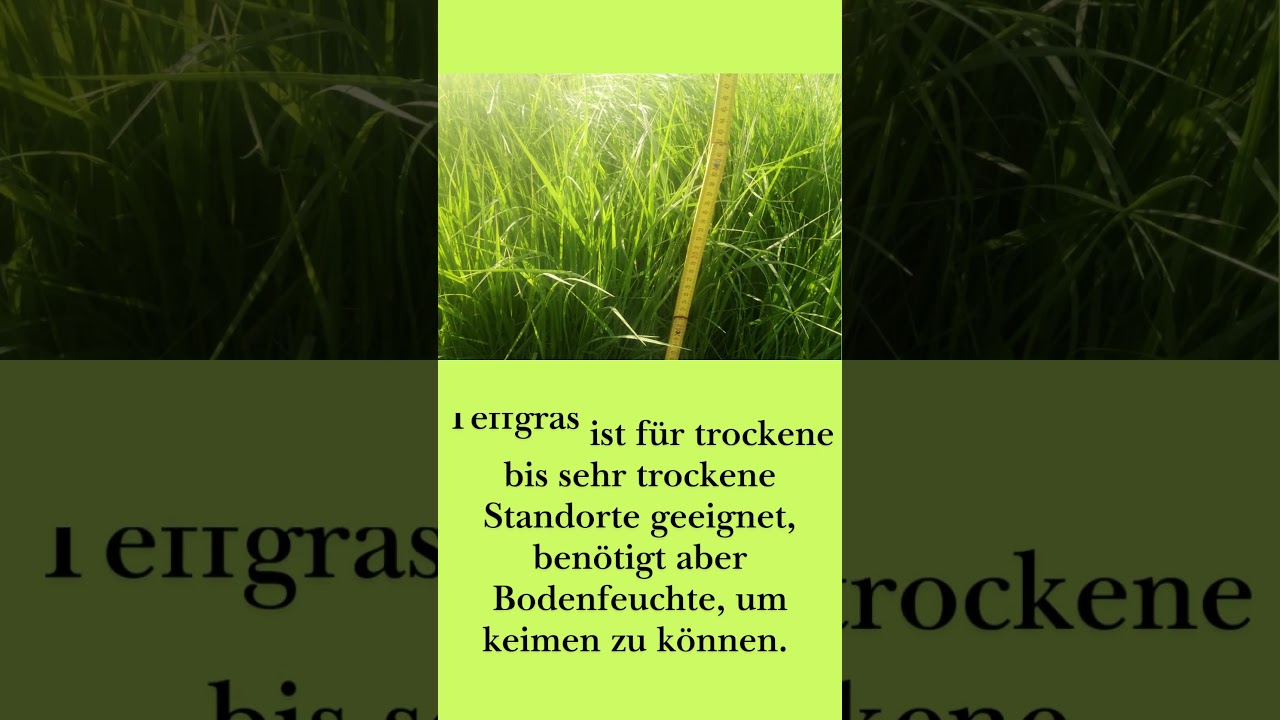 Teffgras: Ernte und Ertrag