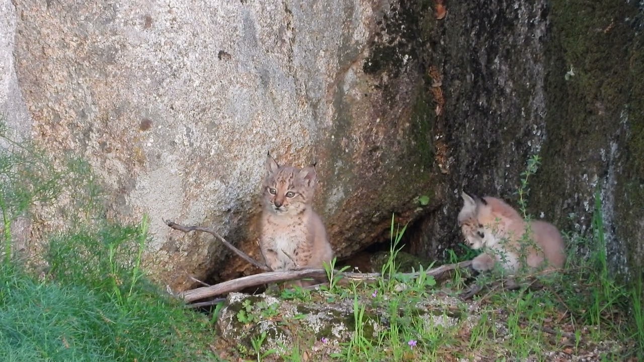 EL REFUGIO DE LOS LINCES.