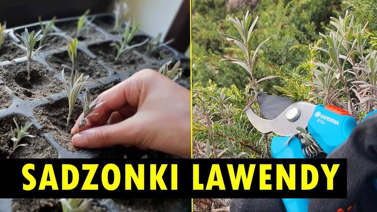 LAWENDA ZA DARMO, czyli jak samemu zrobić sadzonki