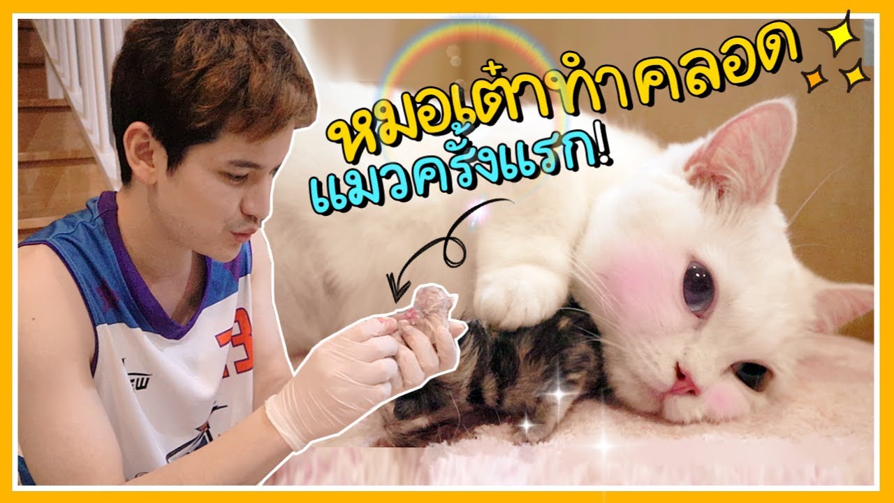 Родила кошку в полночь!! | Stick Tao [ENG SUB]