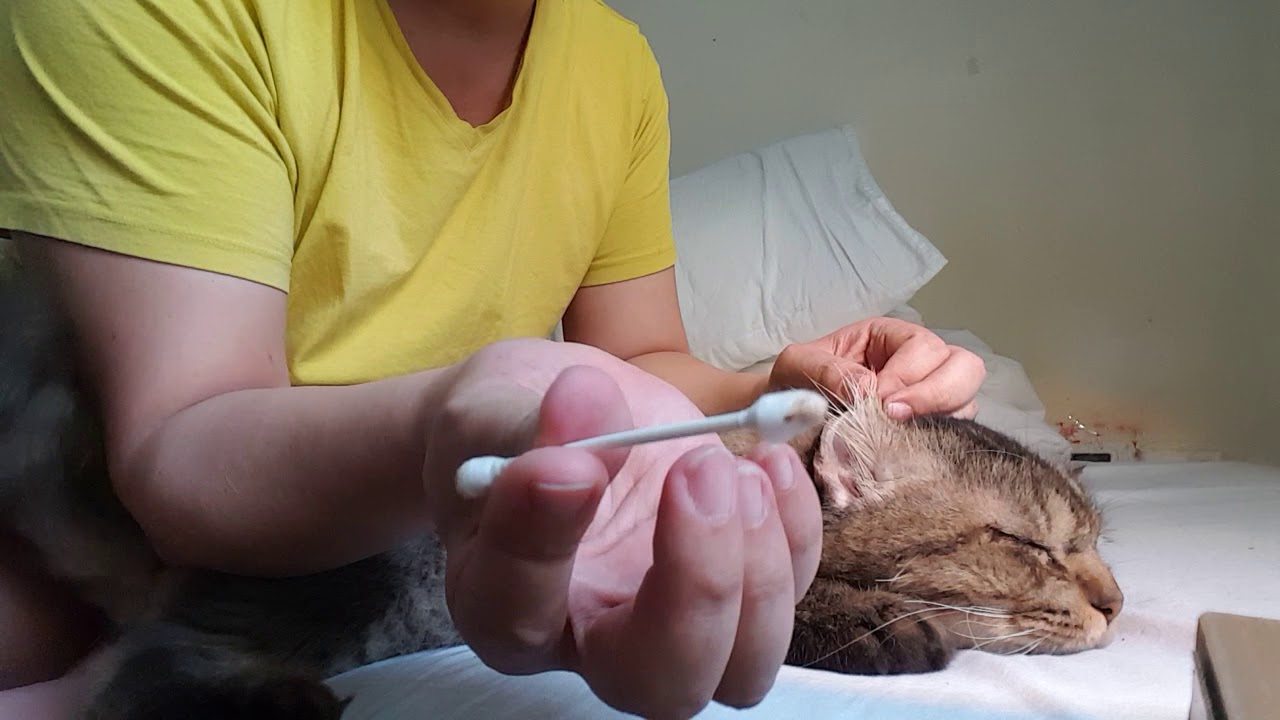 Samsun and I: He likes ear cleaning routine